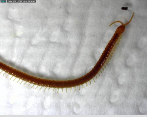 Geophilus easoni